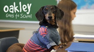 Ep 10 OAKLEY GOES TO SCHOOL  Cute Dog Video School Day [upl. by Malanie]