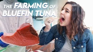 The Farming of Bluefin Tuna  Foodbeast Doc [upl. by Pressey]