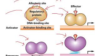 Regulation of Gene Expression in Bacteria and Viruses Chapter 11 [upl. by Jakob605]