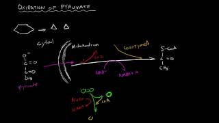 Cellular Respiration  Oxidation of Pyruvate [upl. by Conway]