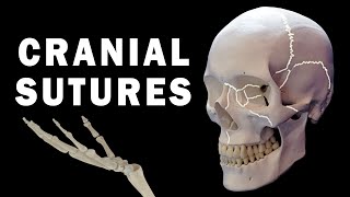 CRANIAL SUTURES ANATOMY [upl. by Ebag]