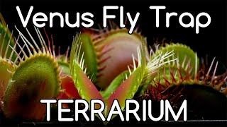 Growing Carnivorous Plants E5 Venus Fly Trap Terrarium [upl. by Ettenim]