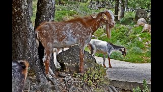 💚 La cabra PAYOYA Grazalema Cádiz 🐐🐐🐐🐐 [upl. by Nolek936]