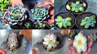 HOW TO Propagate Succulents by Beheading or Head Chopping  Echeveria Blue Bird [upl. by Inahs509]