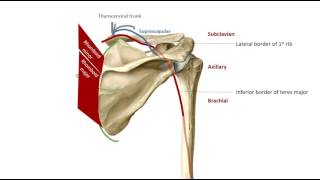 Osteology of the scapula [upl. by Weld686]