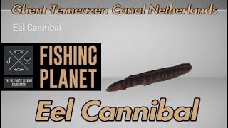 Eel Cannibal  GhentTerneuzen Canal Netherlands  Fishing Planet Guide [upl. by Onairelav41]