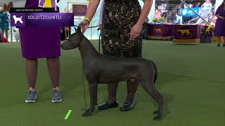 Xoloitzcuintli  Breed Judging 2023 [upl. by Nylyaj825]