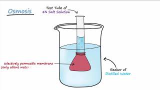 Diffusion amp Osmosis [upl. by Rubie]