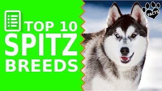 Top 10 Best Spitz Dog Breeds  Dogs 101 [upl. by Sloan]