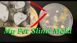 My New Pet Slime Mold [upl. by Hollenbeck]