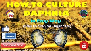 HOW TO CULTURE DAPHNIA In Easy Way [upl. by Mintun731]