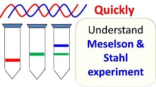 Meselson and Stahl experiment [upl. by Adnohrahs271]