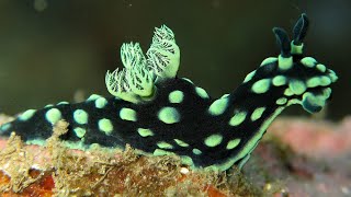 Facts The Nudibranch [upl. by Enoob708]