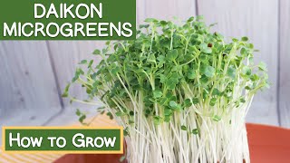 Daikon Radish Microgreens How to Grow  Reasons to Eat Them [upl. by Atniuqal]