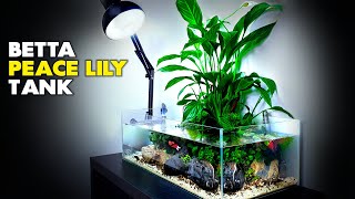 Aquascape Tutorial Peace Lily Betta Fish Aquarium How To Step By Step Planted Tank Guide [upl. by Harlie261]