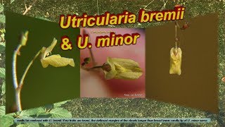 Utricularia ID U bremii amp U minor [upl. by Ecirtnas413]