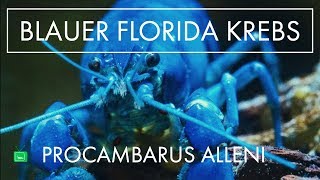 FLORIDA KREBS  Haltung Zucht und mehr  GarnelenTv [upl. by Enytsirk]