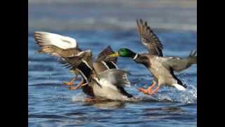 Mallard  Duck Species Profile [upl. by Riki]