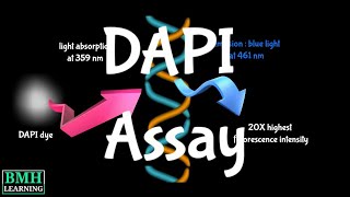 DAPI Assay For Apoptosis  DAPI Staining For Apoptosis  DAPI Nuclear Staining Dye For Apoptosis [upl. by Porush]