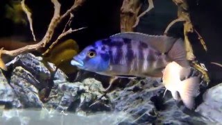 Placidochromis milomo quotVC10 Hapquot [upl. by Etteuqaj602]