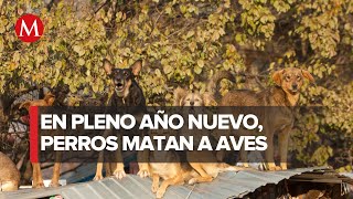 Jauría de perros matan 100 aves de corral en Hidalgo [upl. by Houser]