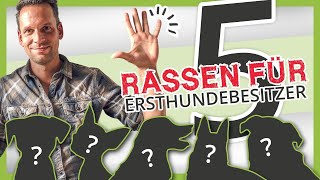 Die 5 BESTEN Hunderassen für Ersthundehalter [upl. by Cardon]