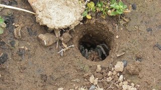 Burrowing Spider Doing Excavation Work ¯◕◕¯ [upl. by Nnylak]