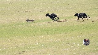 Galgos y liebres temporada 2017  Greyhounds vs Hares [upl. by Ysak183]