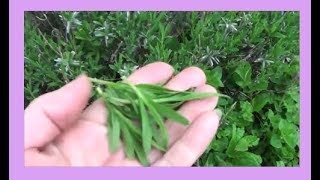 Lavender Leaves  Harvesting Preserving and Uses [upl. by Schramke]