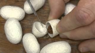 Cutting open a silk cocoon [upl. by Einnoj]