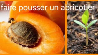 COMMENT FAIRE GERMER UN NOYAU D’ABRICOT 🍑 faire pousser un abricotier [upl. by Ennasirk]