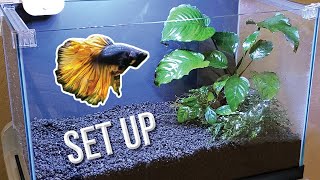 How I Set Up a Planted Betta Tank Detailed Version [upl. by Nnod290]