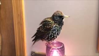 European Starling mimics words quotTalkingquot Starling [upl. by Akerahs793]