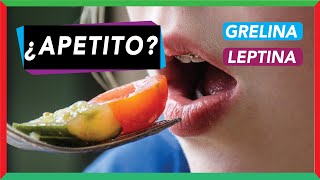 Hormonas de apetito grelina y leptina regulación del hambre [upl. by Tennek]