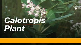 Calotropis plant explain according to NCERT [upl. by Lightfoot4]