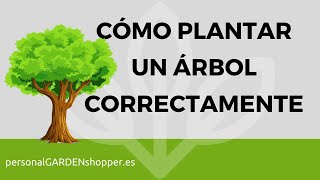 CÓMO PLANTAR UN ÁRBOL CORRECTAMENTE [upl. by Levan]