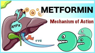 Metformin Mechanism of Action [upl. by Sirehc]