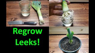 How To Grow A New Leek From A Leek  2020 [upl. by Ahsilrae]