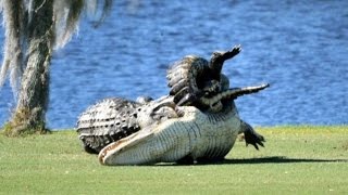 Alligators fight on Florida golf course [upl. by Naloj]