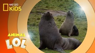 Fur Seals  Animal LOL [upl. by Yniffit]