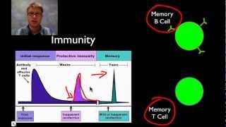 The Immune System [upl. by Neibaf]