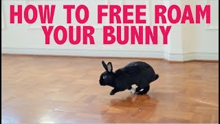 HOW TO FREE ROAM YOUR RABBIT INDOORS NO CAGE [upl. by Murat]