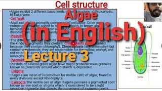 Algae Lecture 3  Cell Structure [upl. by Crim]