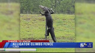 Alligator climbs fence in Florida [upl. by Guido]