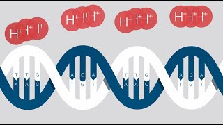 Ion Torrent Nextgeneration Sequencing [upl. by Kraul]