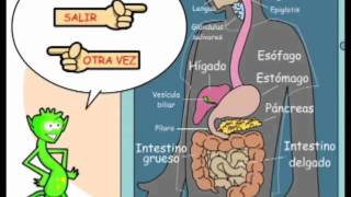 Aprendiendo con el Sistema Digestivo [upl. by Naloc]