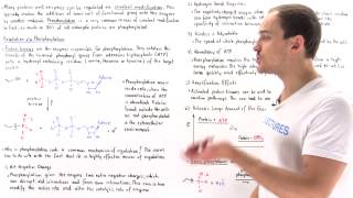 Phosphorylation Covalent Modification [upl. by Anned]