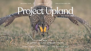 Sharptailed Grouse Lekking  Sacred Lek  A Project Upland Original Film [upl. by Kcolttam]