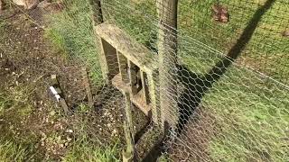 Pheasant Poults in the release pen by Jonathan Rumboll [upl. by Turoff]