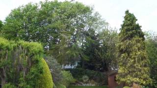 Trees and Plants at 30 mph wind [upl. by Lehcsreh]